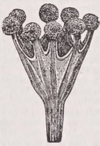 Lucernaria
