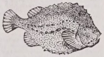 Lumpfish