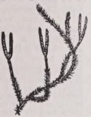 Lycopodium