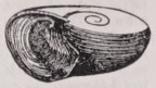 Maclurea
