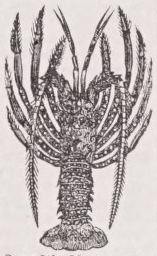 Macrura