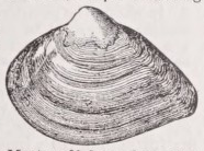 Mactra