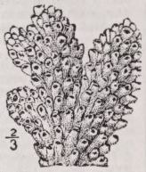 Madrepore