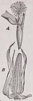 Maize