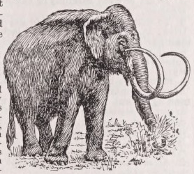 Mammoth