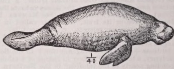 Manatee