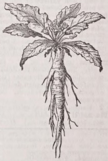 Mandrake