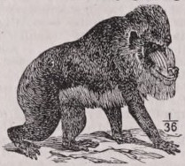 Mandrill