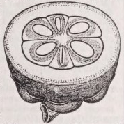 Mangostan