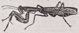 Mantis