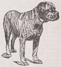 Mastiff