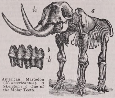 Mastodon