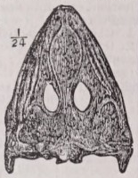 Mastodonsaurus