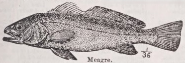 Meagre