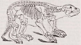 Megatherium