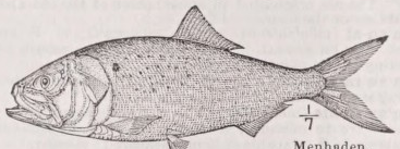 Menhaden