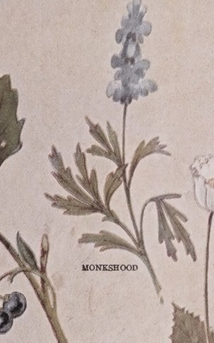 Monkshood