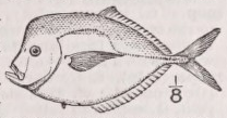Moonfish
