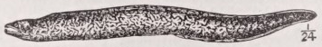 Muraena