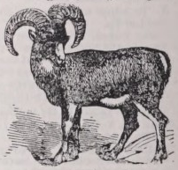 Mouflon