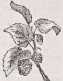 Mulberry