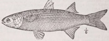 Mullet