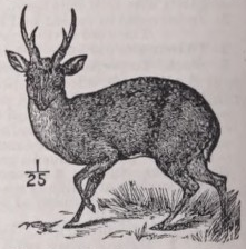 Muntjac