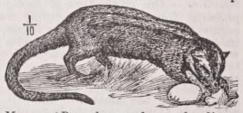 Musang