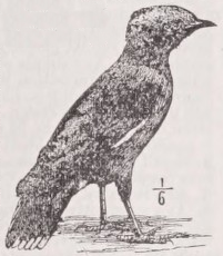 Myna