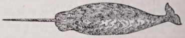 Narwhal