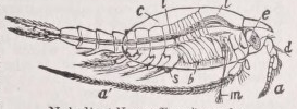 Nebalia