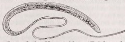 Nematoidea
