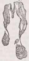 Nepenthes
