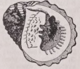 Nerita