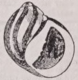 Neritina