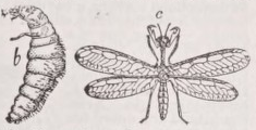 Neuroptera