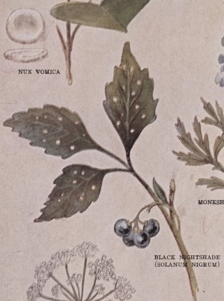 Nightshade