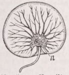 Noctiluca