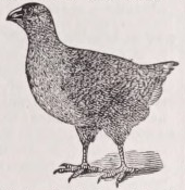 Notornis