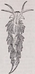 Nudibranchiata