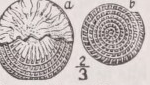 Nummulite