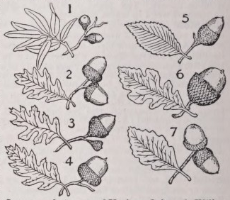 Oak