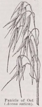 Oat