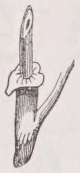 Ochrea