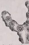 Oculina