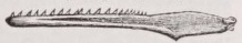 Odontornithes