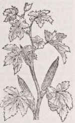 Okra