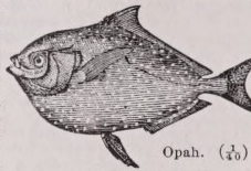 Opah