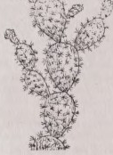 Opuntia