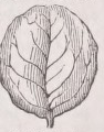 Orbiculate